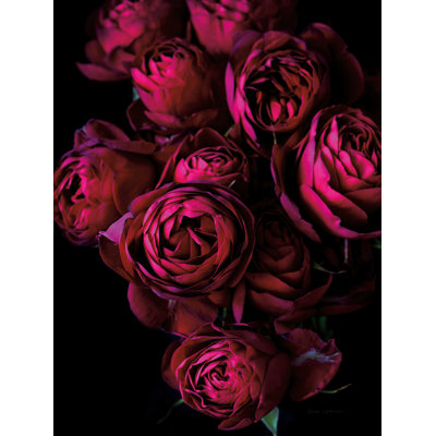 " Cabbage Roses " by Elise Catterall