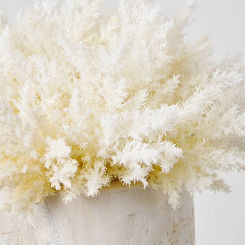 Herbe de pampas crème ivoire blanchie dans un bol en bois
