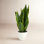 16" Snake Plant in Planter