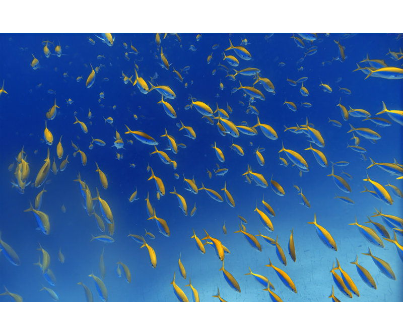 Wrapped Canvas Print, 50.8 cm H x 76.2 cm W