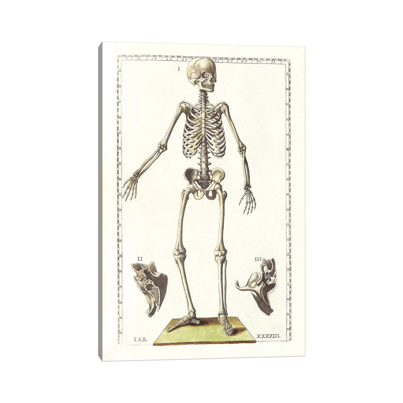 «The Science of Human Anatomy V» par National Library of Medecine, impression sur toile tendue, H 18 po x l 12 po x P 1,5 po