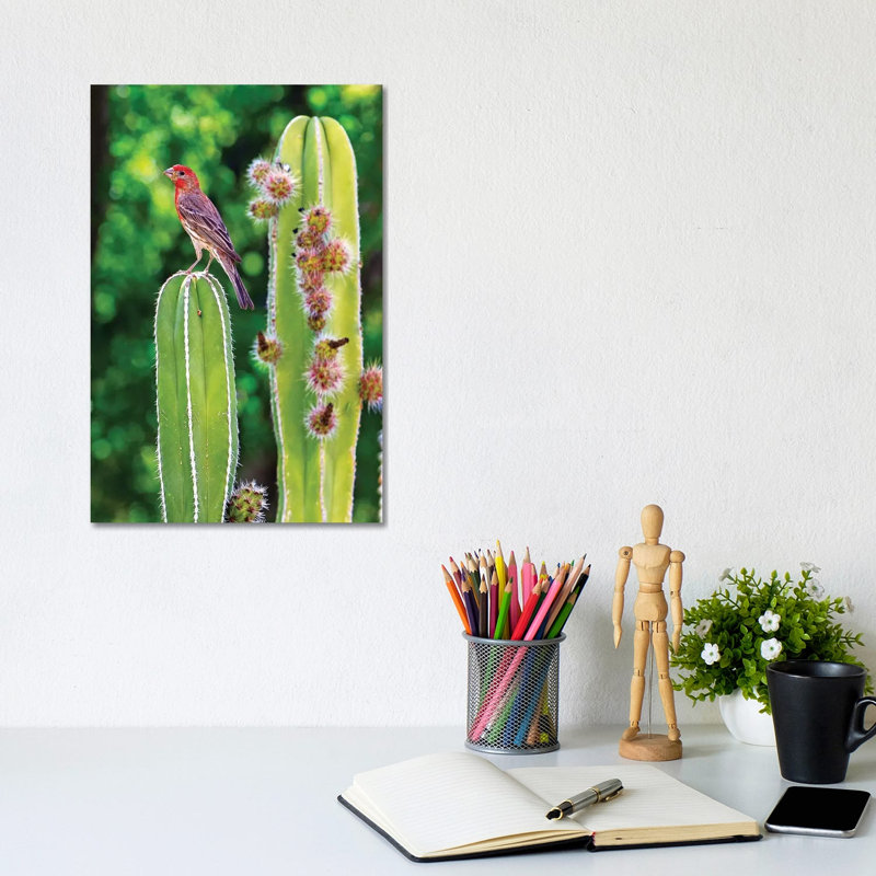 House Finch On Blooming Cactus by Susan Schmitz - Wrapped Canvas Gallery-Wrapped Canvas Giclée, 20.32 cm H x 30.48 cm W