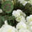 Geranium Bush