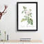 Autumn Damask Rose by Pierre-Joseph Redoute - Framed Print-55456889-55456890