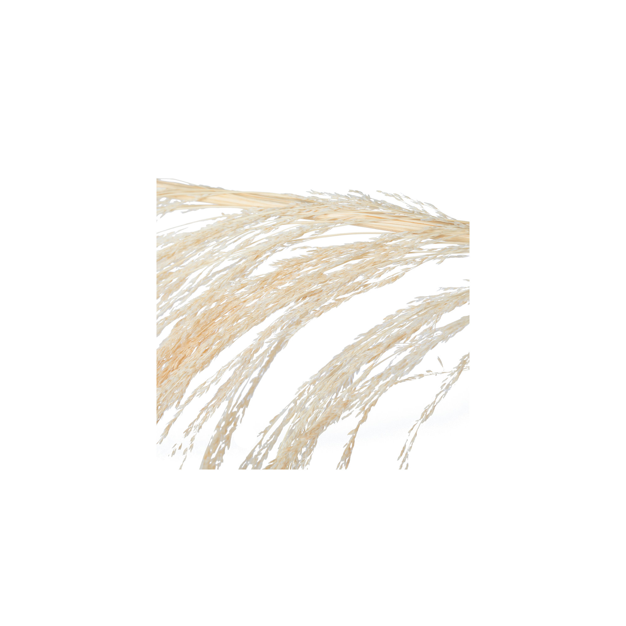 Lei 71'' Palm Plant, Bleached