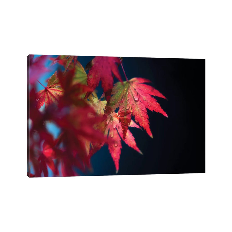 Red Fragile by Philippe Sainte-Laudy - Wrapped Canvas Print, 20.32 cm H x 30.48 cm W