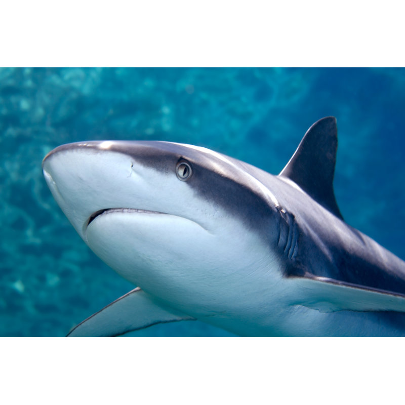 Whaler Shark by Cbpix - Wrapped Canvas Print, 81cm H x 122cm W