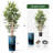Artificial Tree in Contemporary Planter Fake Bamboo Silk Tree (Plant Pot Plus Tree)-103687312