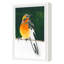 American Robin Print by PC Ngo-1952204231-1952204228