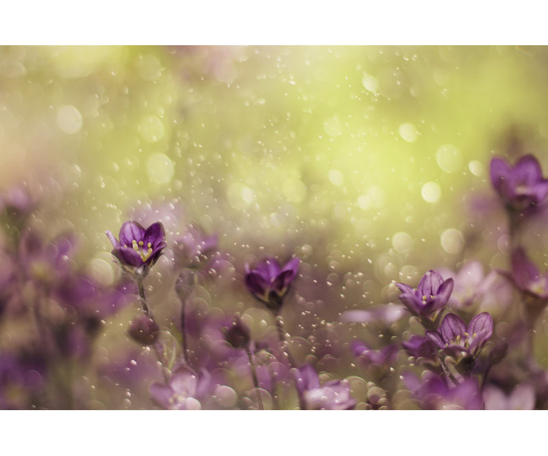 Wrapped Canvas Print, 60.96 cm H x 91.44 cm W