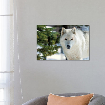 White Wolf by David Gardiner - Print on Canvas