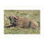 Art mural majestueux Buffalo-386752819