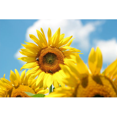 Good Morning Sunflower - Wrapped Canvas Print
