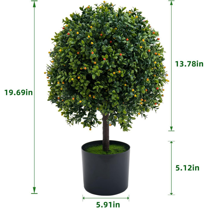 11.42cm Plant