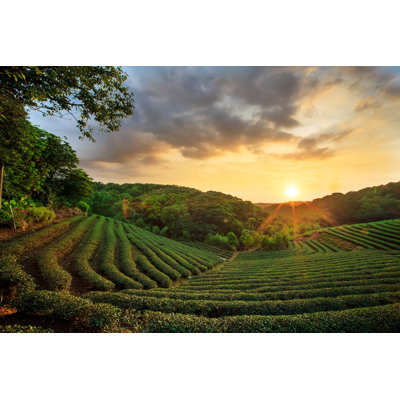 Plantation de thé - photographie sur toile tendue