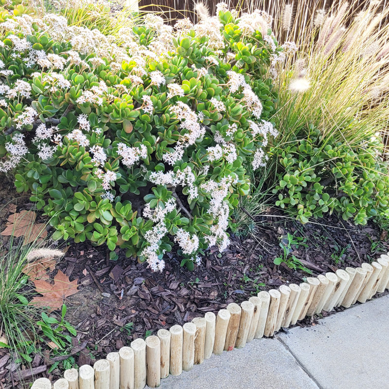 Natural Eucalyptus Wood Garden Border Edging, 6'' H x 72'' L