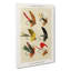Bass Fishing Flies Versions 2 by Mary Orvis Marbury - Wrapped Canvas Painting-55311711