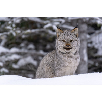 Furry Lynx Kitten, In Yoho National Park, Canada by Andrew Turnbull - Wrapped Canvas Print