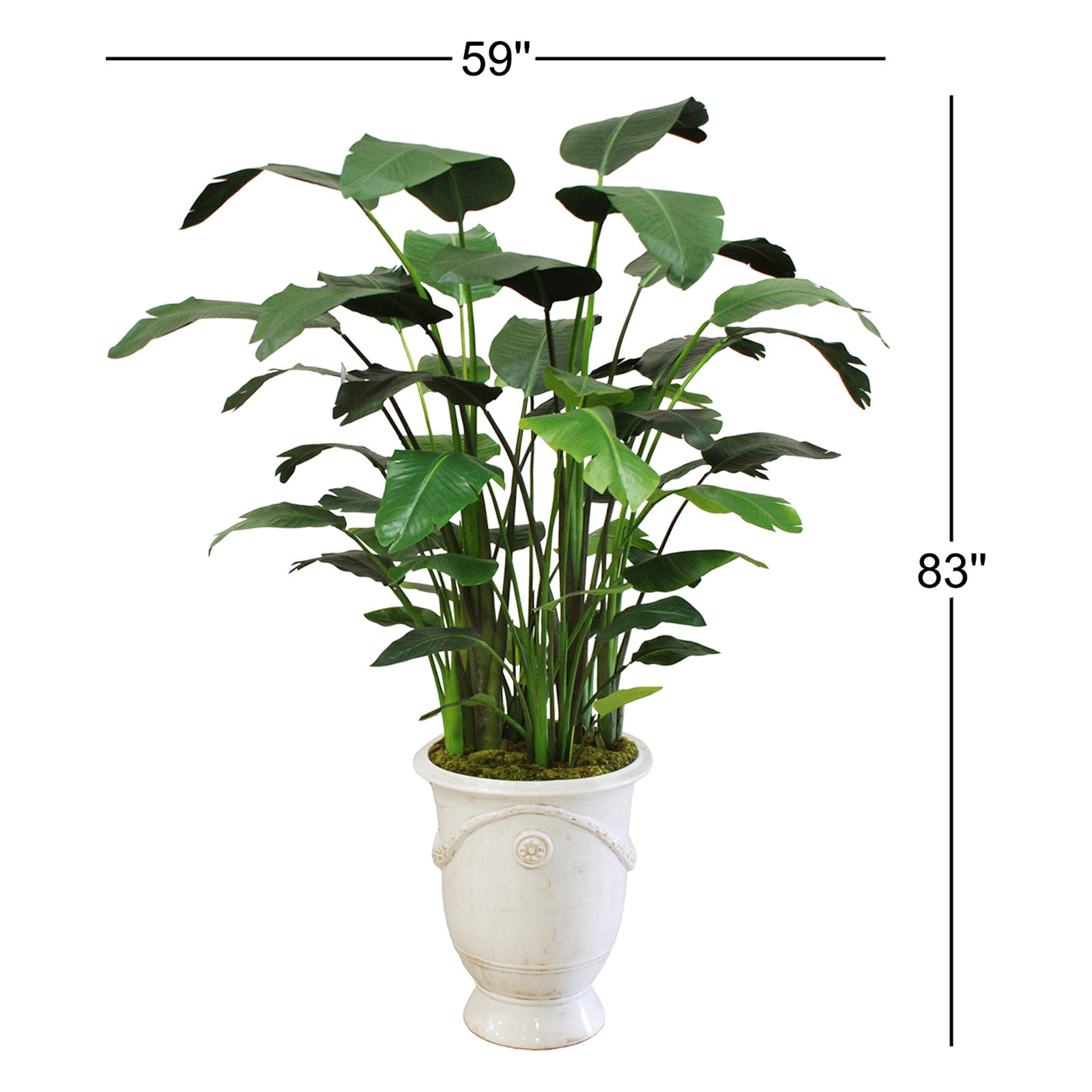 83" Banana Tree in Urn