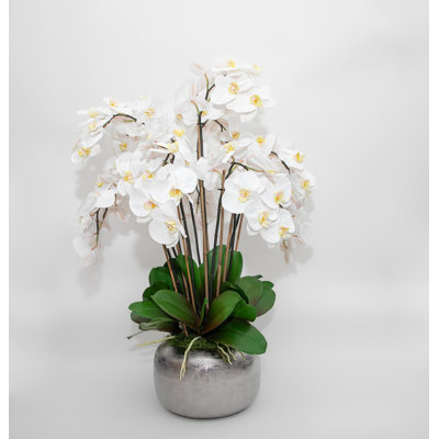 Arrangement in Pot