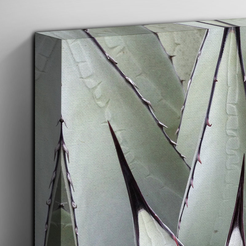 Green Succulent Cactus Photographic - Wrapped Canvas, 50cm H x 35cm W