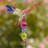 Bethlehem Weather Resistant Insects Garden Stake