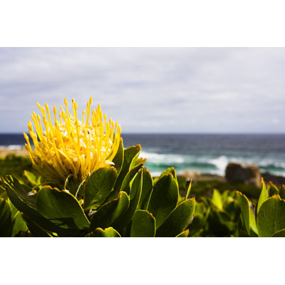 Protea at the seaside