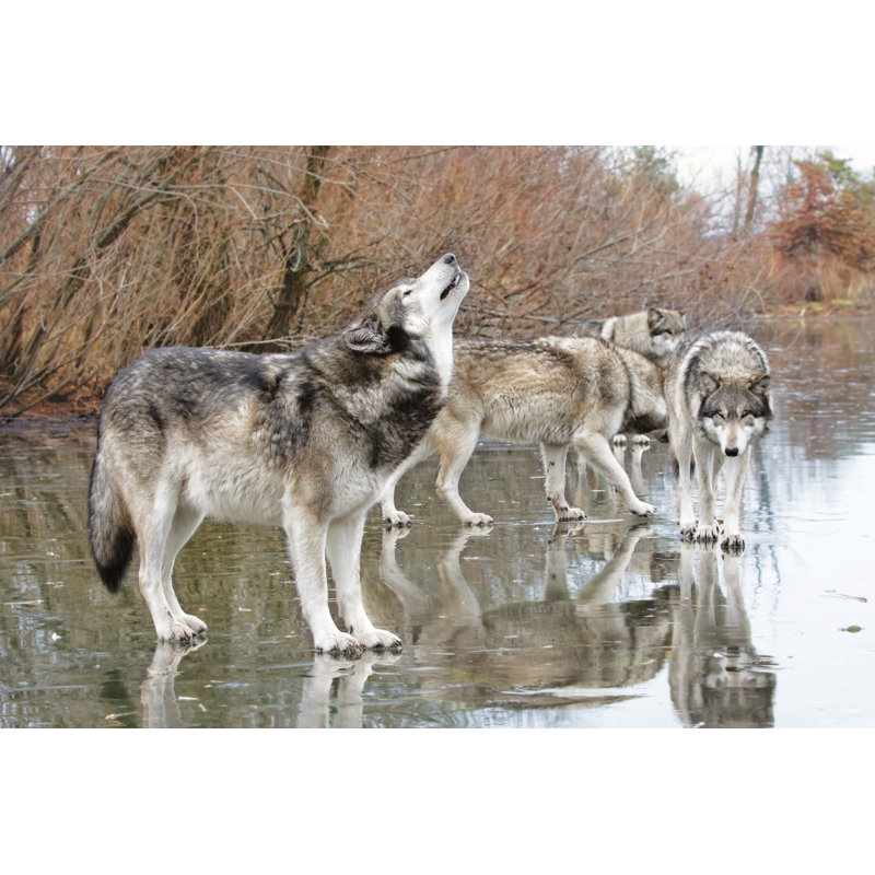 Tapis Wolves