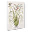 Locust upon Wild Pine by Mark Catesby - Wrapped Canvas Art - Wrapped Canvas-55365191