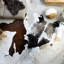 Bryant Animal Print Cowhide 180cm X 220cm Area Rug