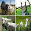 Clôture de bovin Farm Farmence-123115974