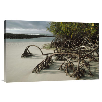 " Red Mangrove Root "