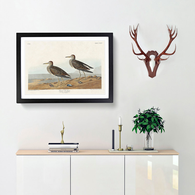 Pectoral Sandpipers by John Audubon - Framed Print, 27cm H x 36cm W x 2cm D, Black Framed