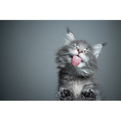 Cute Kitten Licking Glass Table With Copy Space - Wrapped Canvas Print