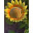 Dishon Plants & Flowers Garden Stake