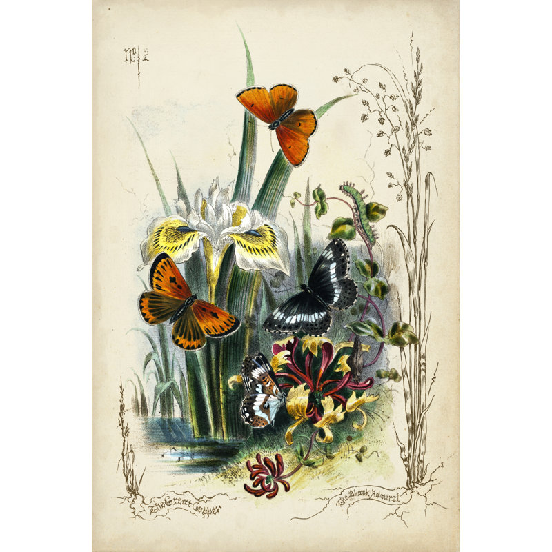 Victorian Butterfly Garden II by Vision Studio - Wrapped Canvas Print, 91cm H x 61cm W x 3.8cm D