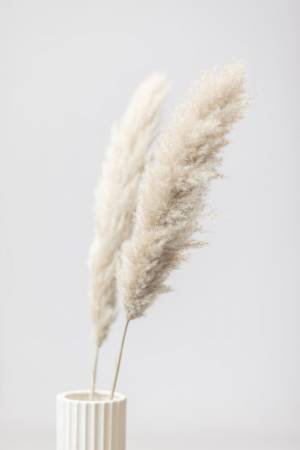 Pampas Grass 11, 60.96cm H x 91.44cm W