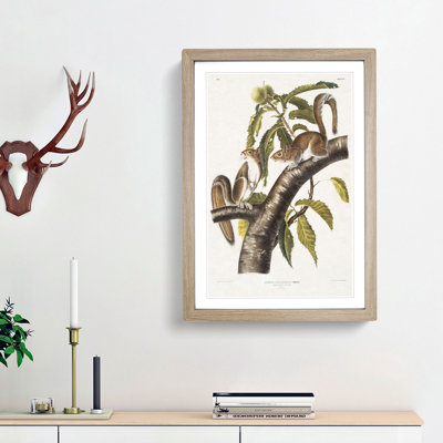 Carolina Grey Squirrels by J.W. Audubon - Picture Frame Painting Print