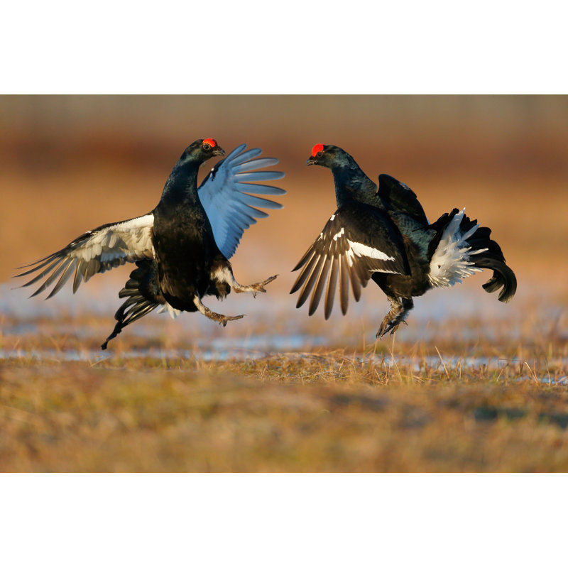 Black Grouse, Tetrao Tetrix by MikeLane45 - Wrapped Canvas Print, 30cm H x 46cm W