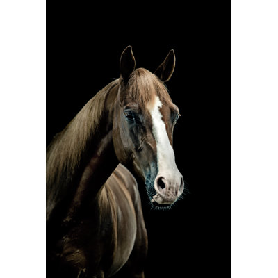 Horse Portrait by Pixalot - No Frame Art Prints on Canvas