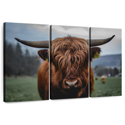 German Highland Cow