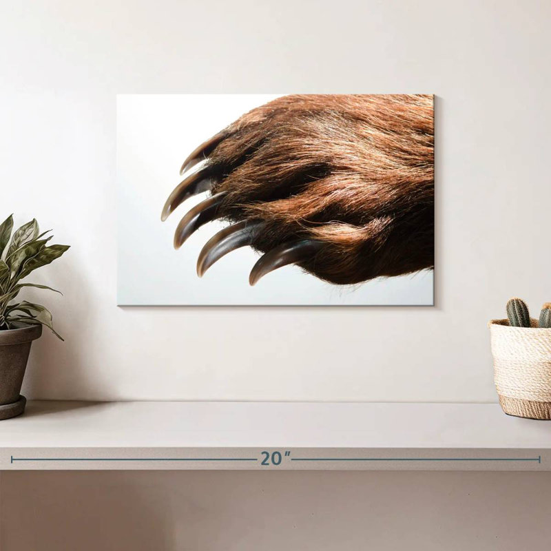 Brampt Brown Bear Claws, 8" H x 12" W