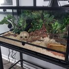 REPTIZOO 36'' x 18'' x 18'' Reptile Terrarium & Reviews | Wayfair