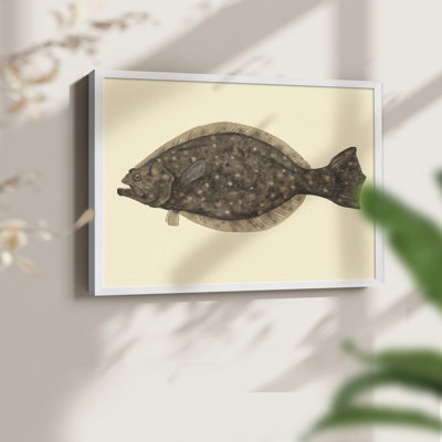 «Saltwater Species IV», reproduction encadrée