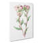 Pink Amaryllis Flowers - Wrapped Canvas-55324760