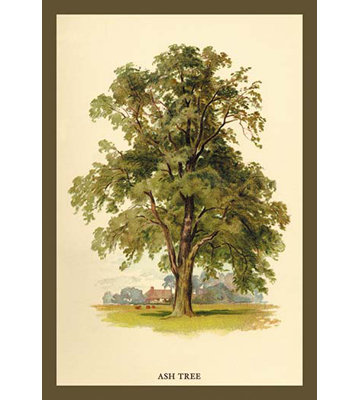 " Ash Tree " by W.H.J. Boot