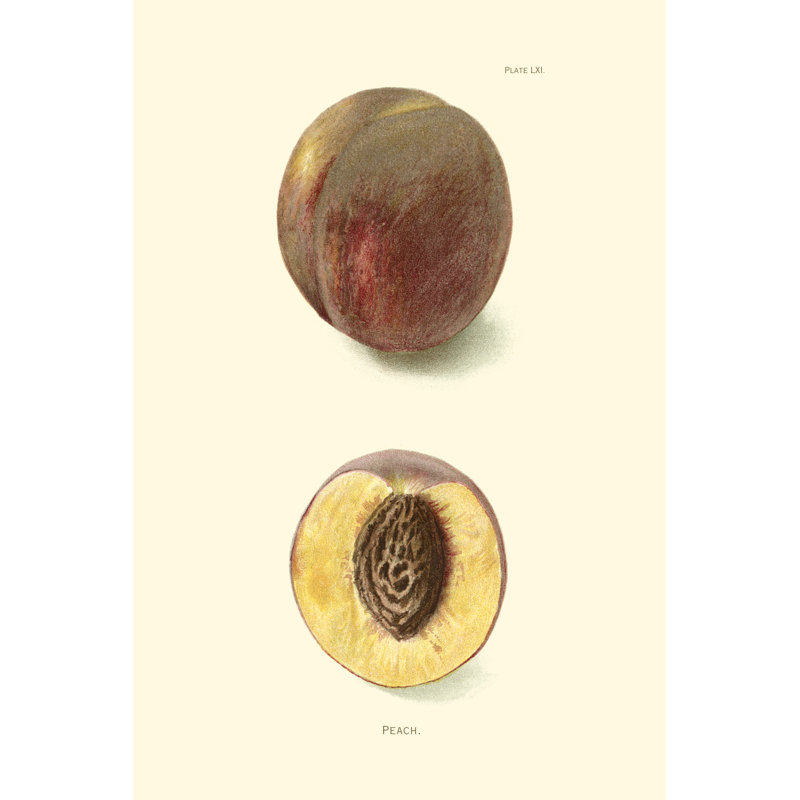 Peach - Wrapped Canvas Painting, 30cm H x 20cm W