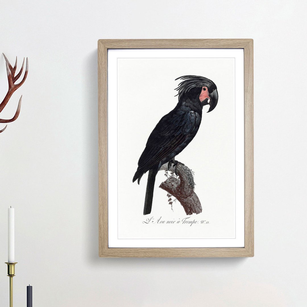 Palm Cockatoo by F. Levaillant - Framed Print