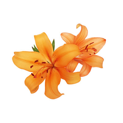 Lilies - Wrapped Canvas Print
