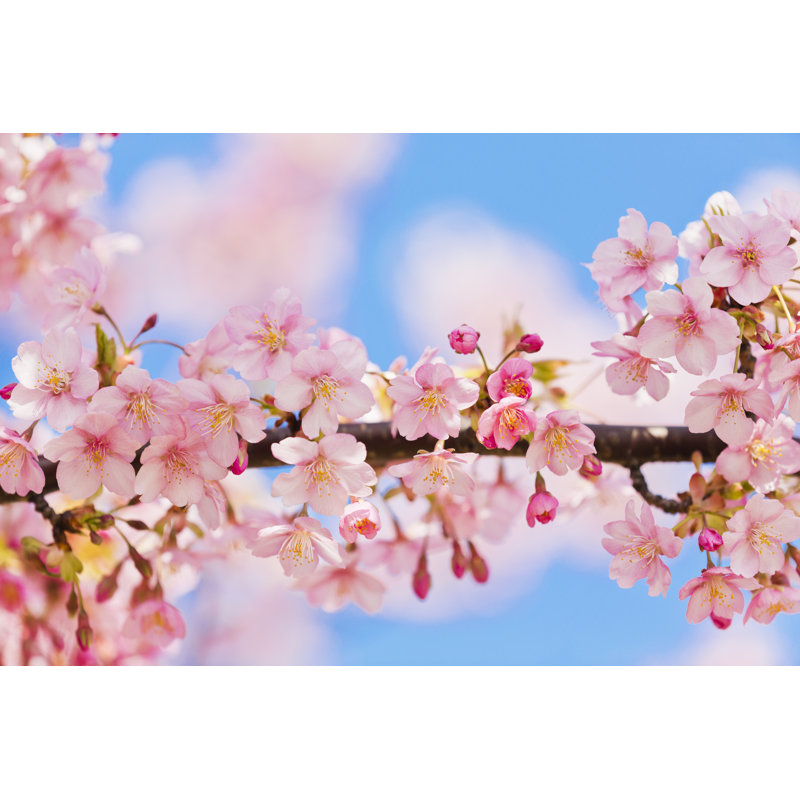Pink Cherry Blossoms by Ooyoo - Wrapped Canvas Print, 81cm H x 122cm W